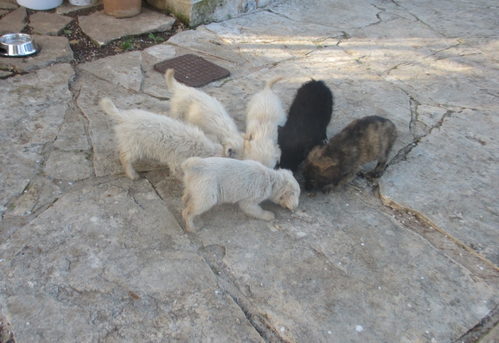 Adina, Aily, Airin, Alan, Alda, Aleta