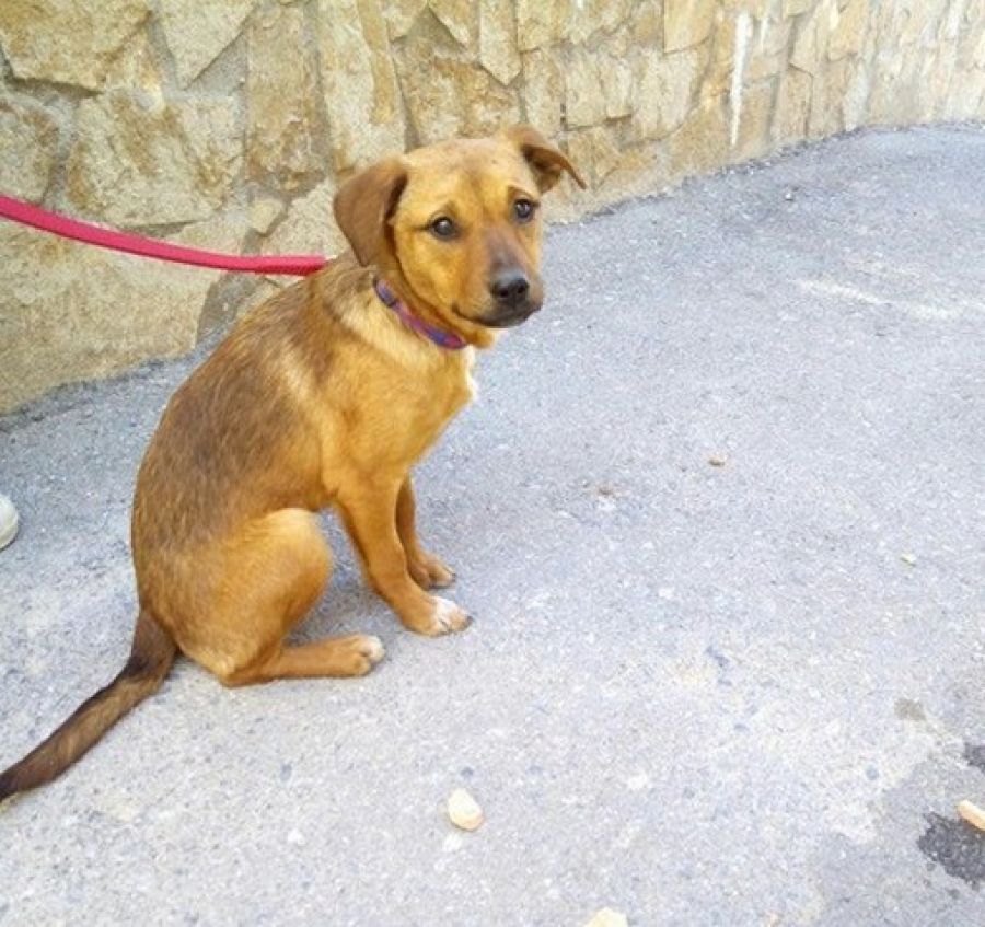 Puppies neighborhood